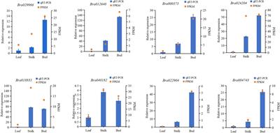 Analysis of Glucosinolate Content and Metabolism Related Genes in Different Parts of Chinese Flowering Cabbage